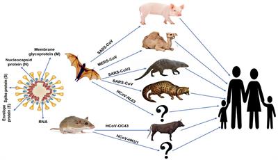 COVID-19 in Human, Animal, and Environment: A Review